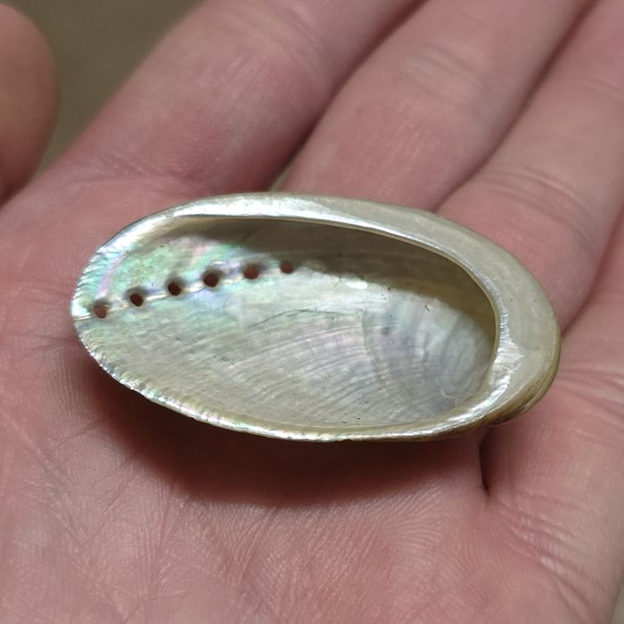 Zestaw muszle z oceanu Murex Tutufa bubo Bursidae Rak zodiak Abalone