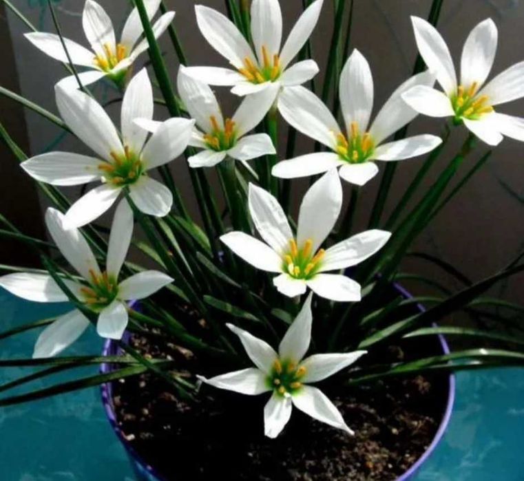 Зефирантис белый