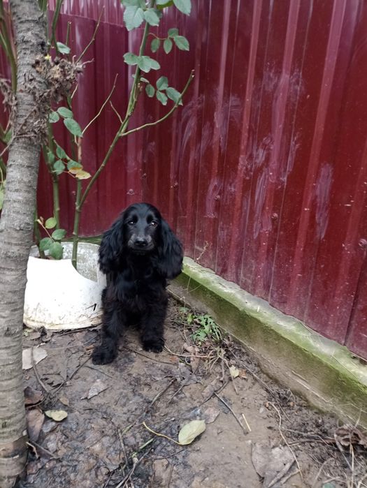 Чорний англійський спаніель