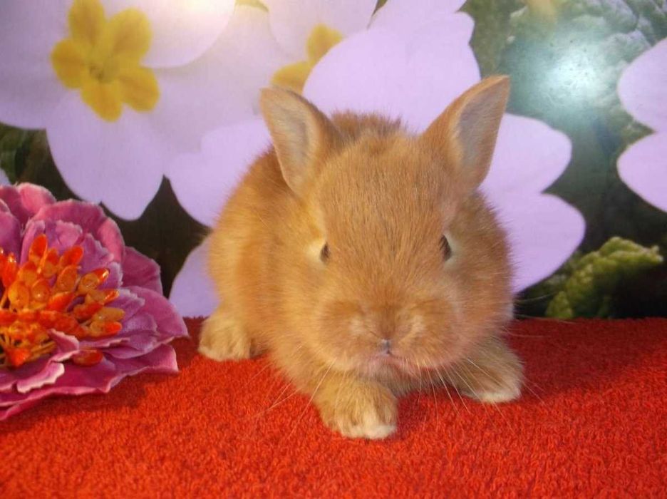 Рыжий кролик: торчеухий декоративный кролик, породистый из питомника!
