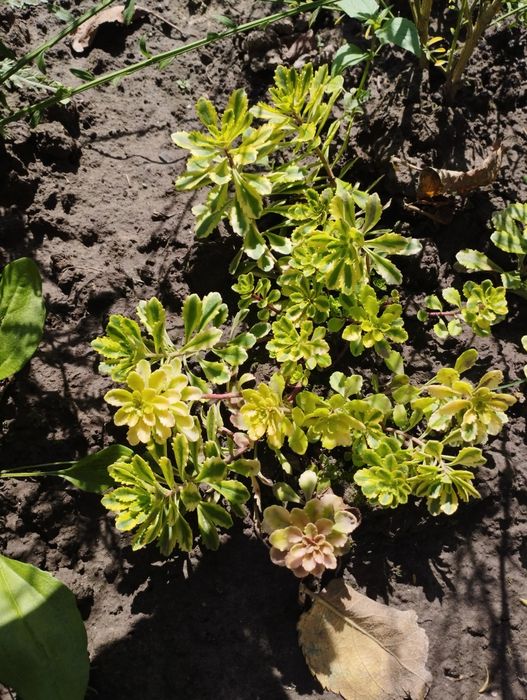 Очиток Міддендорфа (Sedum middendorffianum)