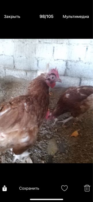 Продам курей несушек.