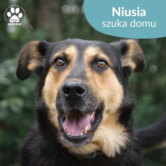 Miła i radosna sunia Niusia do adopcji!