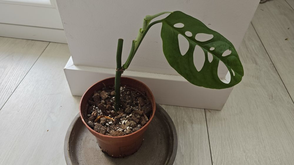 Monstera esqueleto