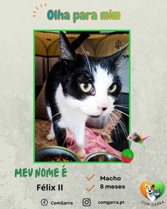 Gatinhos para adoção