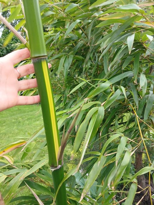 Bambus Phyllostachys Vivax Huangwenzhu drzewiasty sadzonka