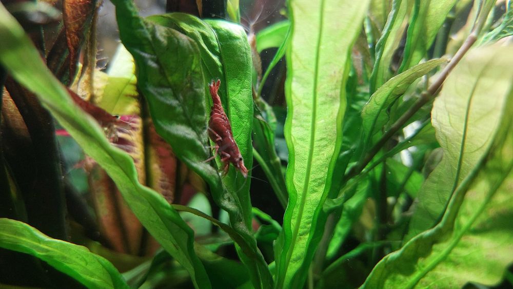 Krewetki Red Cherry (Neocaridina Davidi Var. Red) duże, okazja!