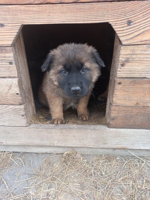Віддам в добрі руки метиси німецької вівчарки