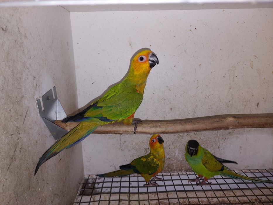 Aratingas criadas à mão.