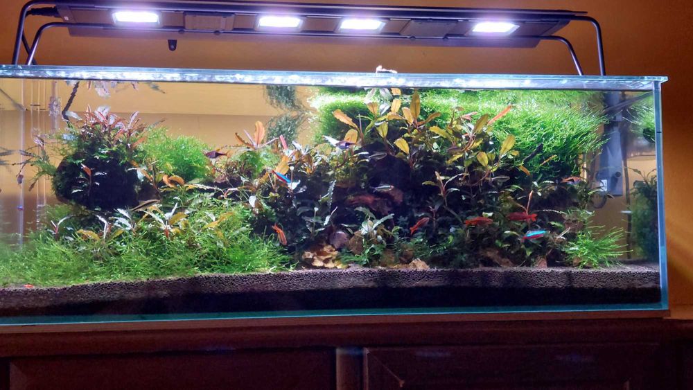 Lampa led Maxspect rsx r5f-200 do akwarium słodkowodnego