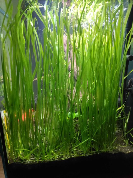 Roślina akwariowa Nurzaniec Vallisneria