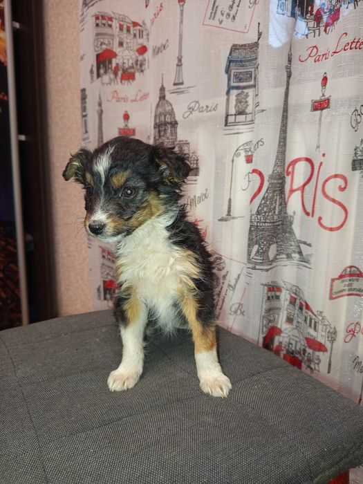 Віддам в хороші руки чудових цуценят