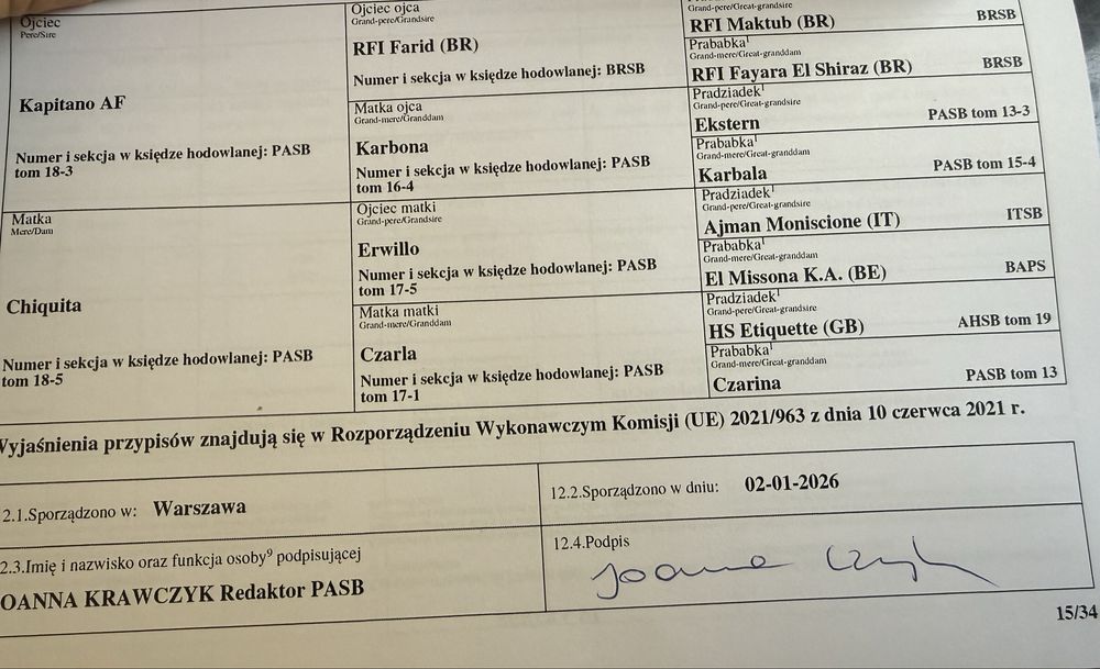 Ogierek gniady - Ajman/Rfi Farid