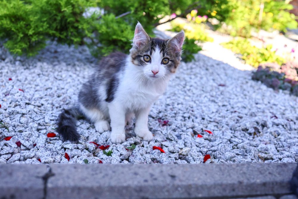 Do adopcji długowłosy Klakier :)