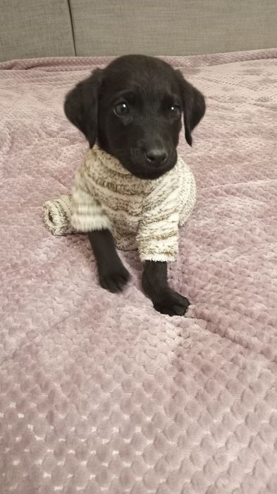 Цуценя, собака, цуцики.