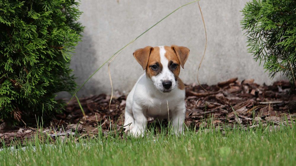 Wspaniały Piesek HEX - Jack Russell Terrier z hodowli "BREFIO"-do odbioru