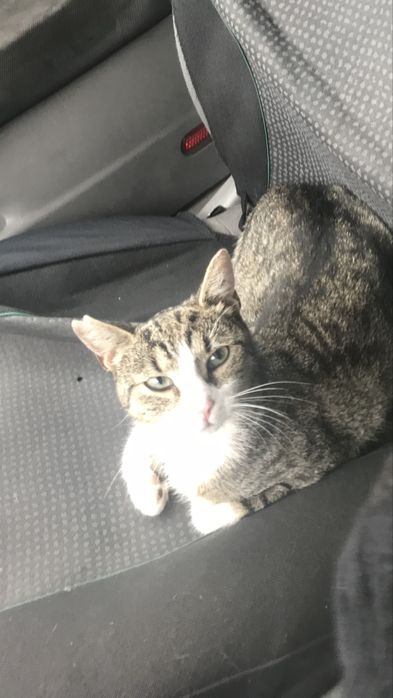 Zaginela kotka Kicia !