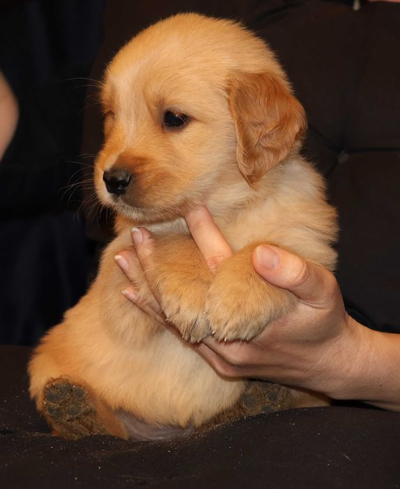 Golden Retriever - złota suczka - linia amerykańska FCI