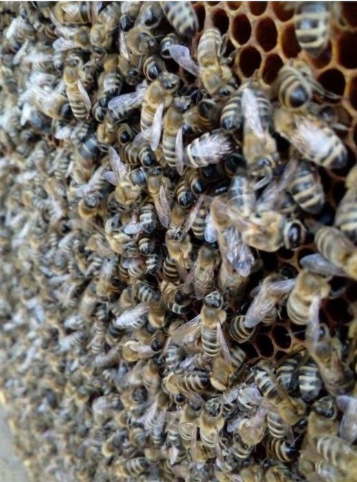 Карніка лінії Скленар 2026р.Бджоломатки.Матки Карніка. Матка