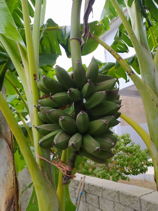 Bananas "Banana Maçã" maduras na bananeira