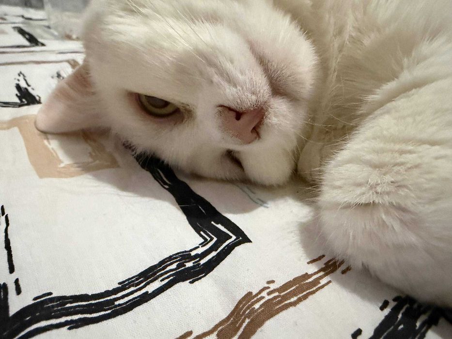 Віддам кота в добрі руки