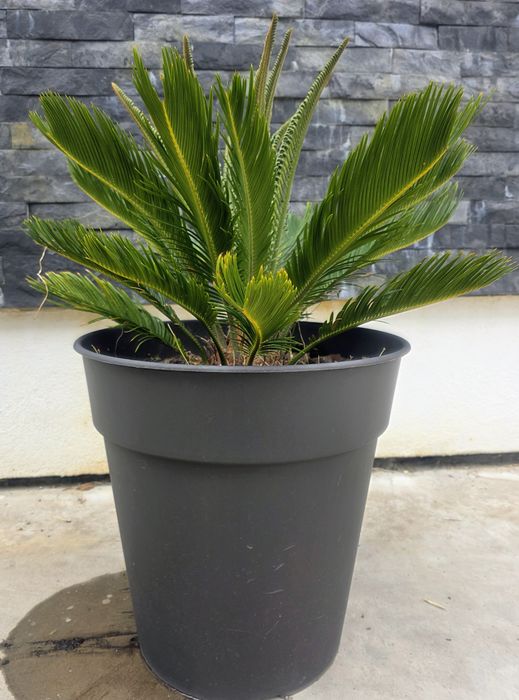 Palmeira Cica (Cycas Revoluta) | Planta Tropical + Vaso Grande Preto