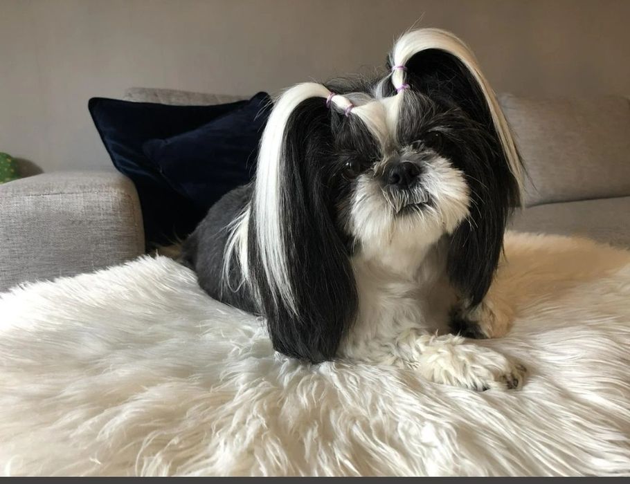 SHIH TZU biało czarne Rodowód Wyprawka