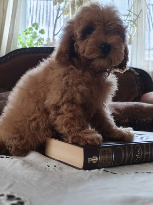 Той пудель девочка без брака документы КСУ