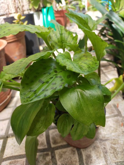 Planta de jardim ou interior