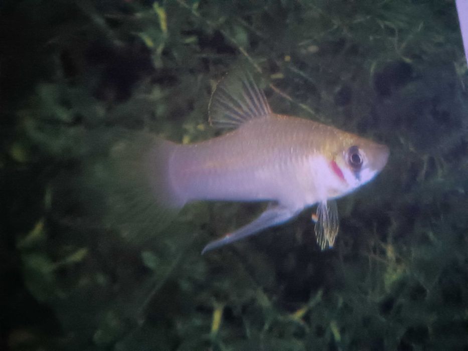 Wesoła wdówka mała żyworódks