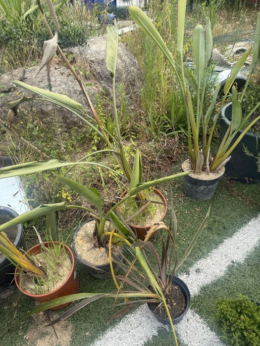 Planatas teopicais