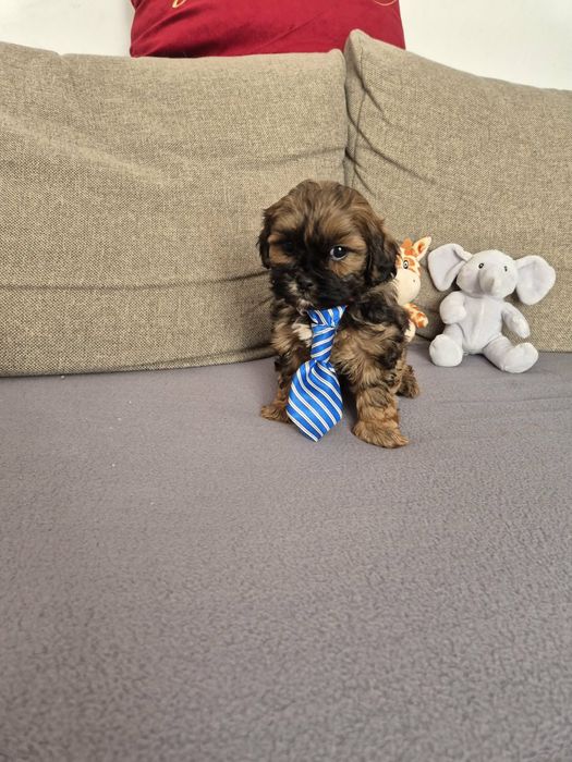 Shihpoo piesek (Pudel toy & shih tzu)