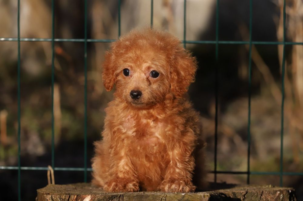 Мальтіпу карамельний хлопчик