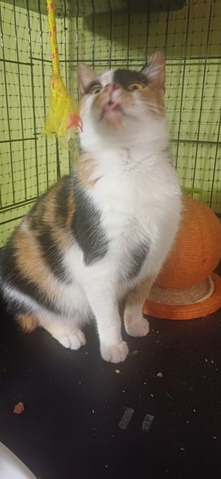 Mimi ( Merida Waleczna )