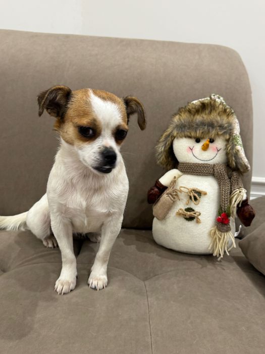 Шукаємо люблячу сім’ю для мами й донечки чіхуахуа.