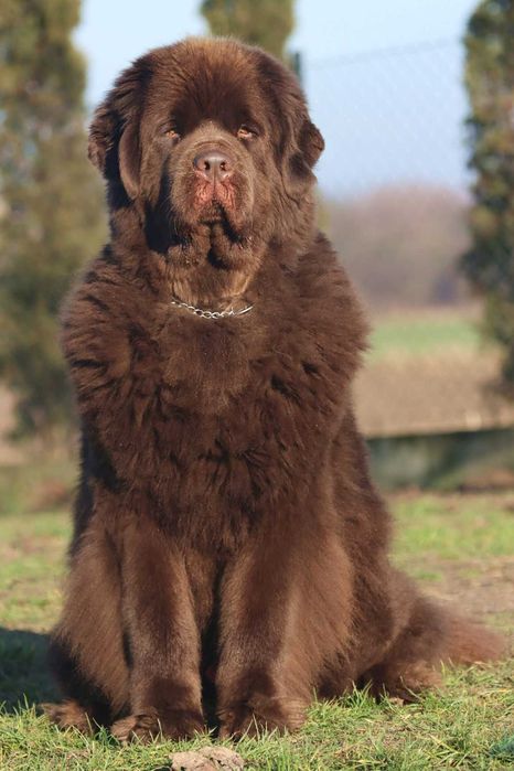 nowofundland – Psy – szczeniaki, dorosłe OLX Zwierzęta