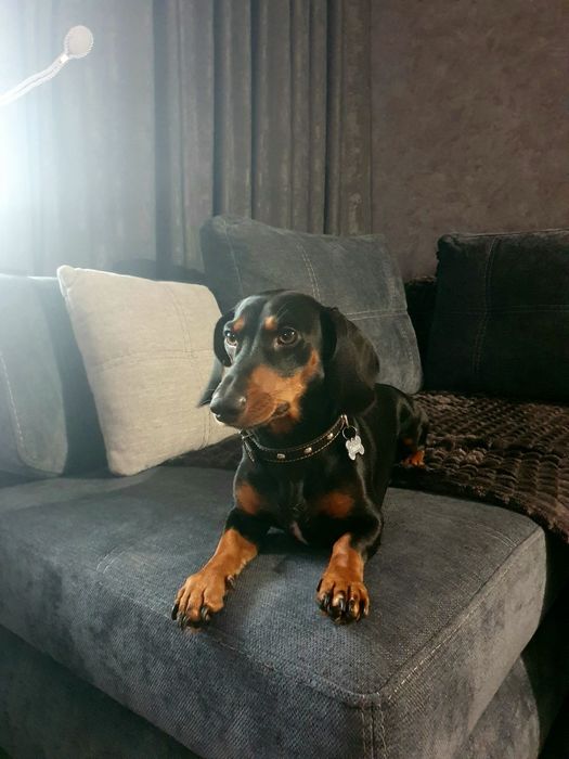 Вязка такса для здоровья))