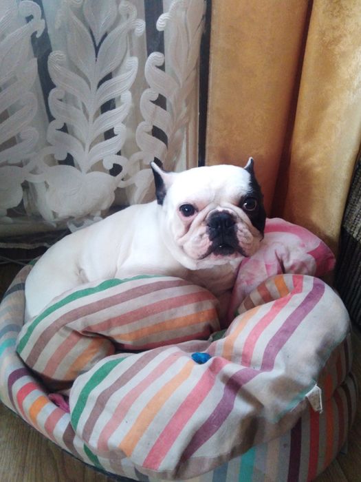 Французский бульдог,вязка