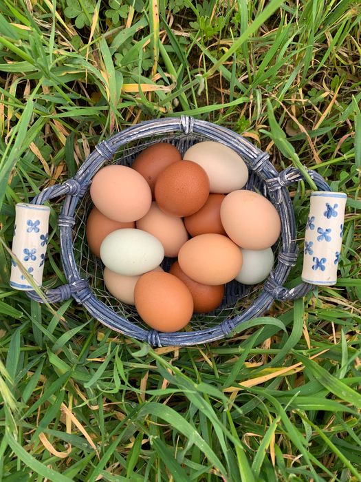 Ovos caseiros de galinha