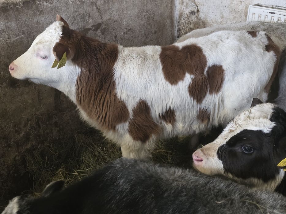 Sprzedam 8 byczków  i  3 jałówki