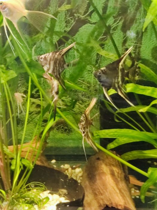 Skalary Marmur Czarny