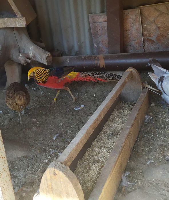 Bażanty złociste, młode -samc