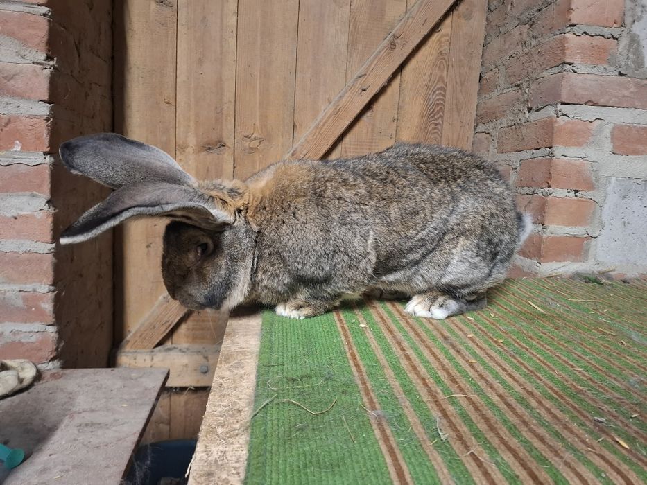 Olbrzym Belgijski Samiec Bos
