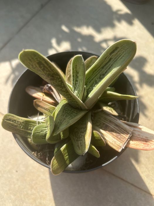 Cactos e suculentas