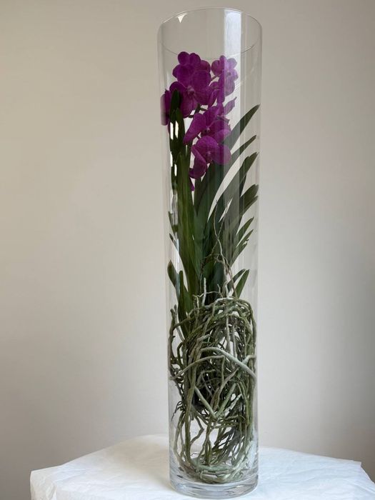 Ванда орхідея, Vanda