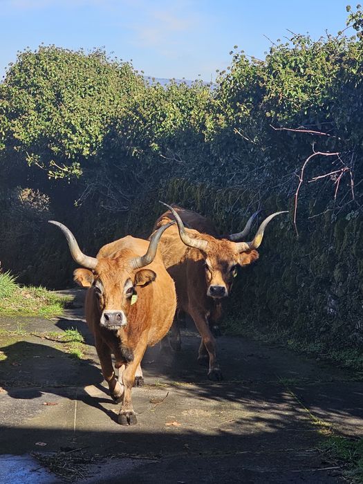 Vacas cachenas registadas