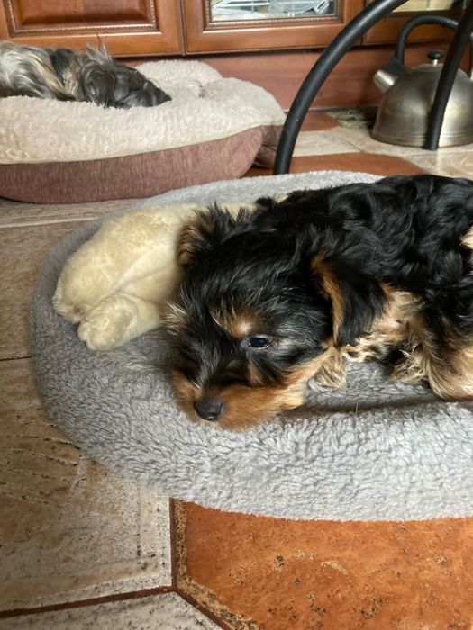 Смешные и озорные хулиганы