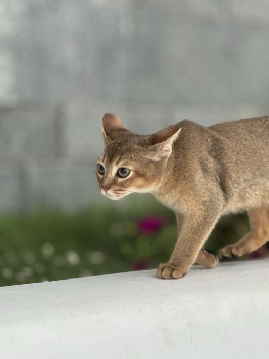 Милий та лагідний хлопчик Арчі