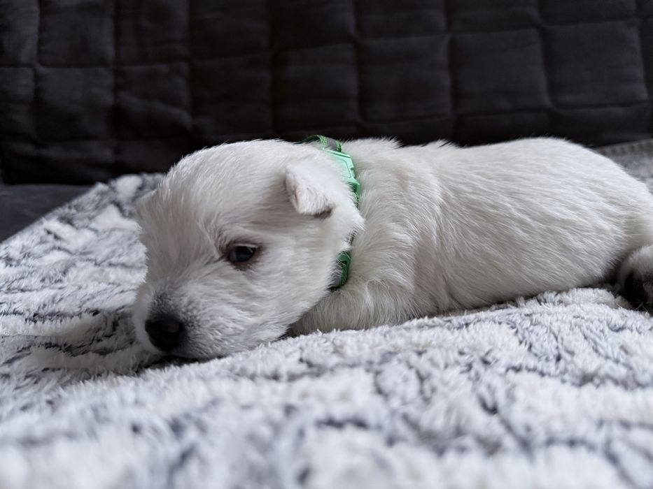 Szczeniak West Highland White Terrier