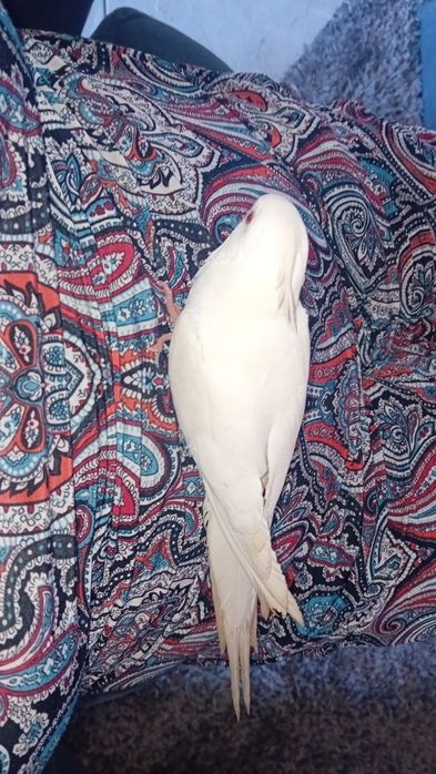 Vendo caturra branca domesticada